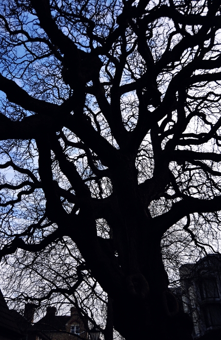 nEO_IMG_穿越挣扎的抽象神经树Struggling abstractionism color.jpg