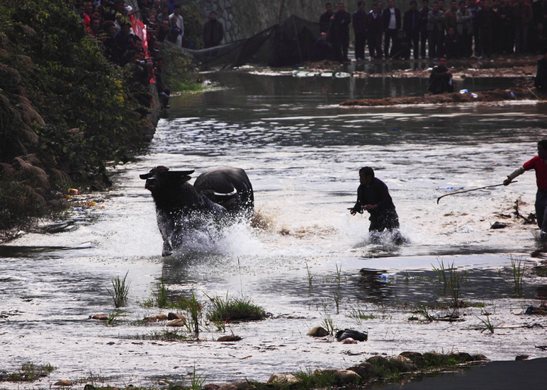 3.张蕾.乘胜追击.贵州雷山陶尧.斗牛.jpg