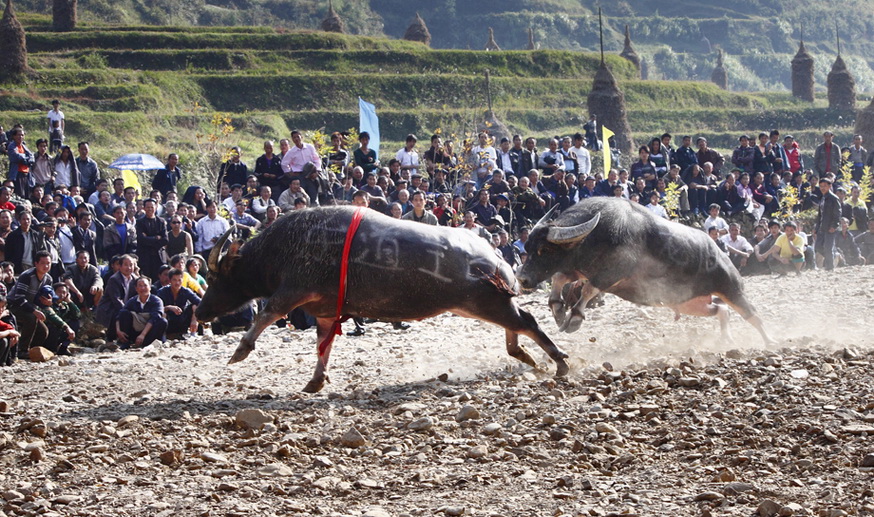 6张蕾.追.贵州雷山黄里.斗牛.JPG