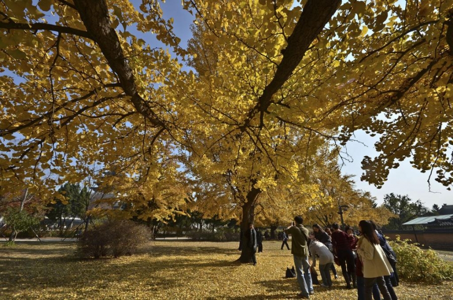 -银杏树下游人忙-2011年11月3日拍摄于韩国首尔景福宫内银杏树下，众多的游客被吸引，都.jpg