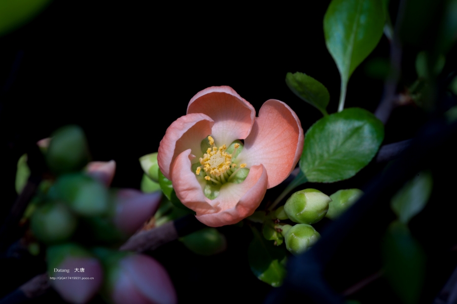 DSC_80091.jpg