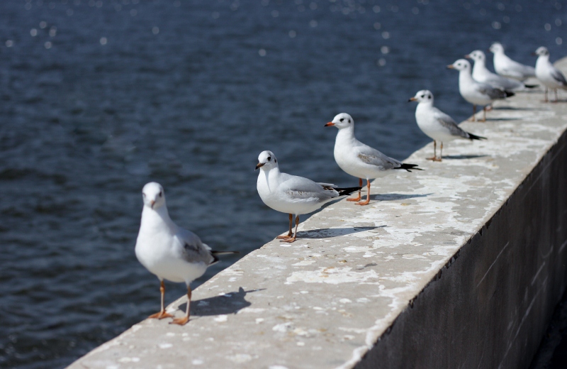 IMG_0152 (800x520).jpg