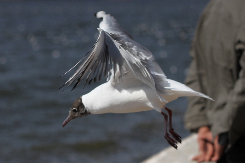 IMG_0232 (800x533).jpg