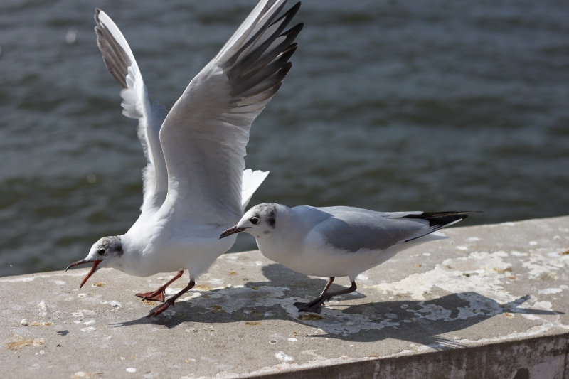 IMG_0239 (800x533).jpg