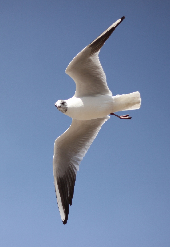 IMG_0082 (553x800).jpg