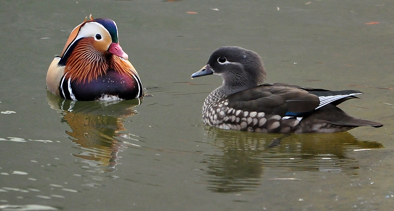 DSC_0083.JPG