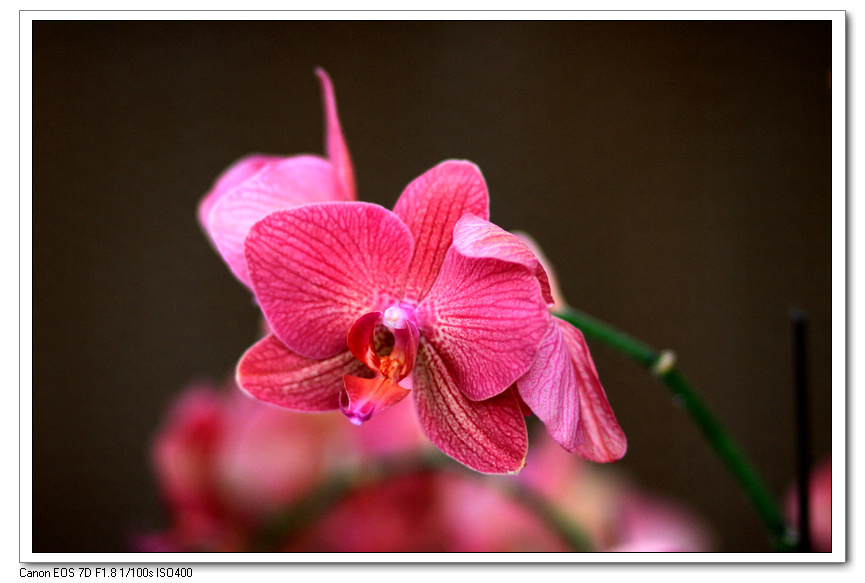花 033.jpg