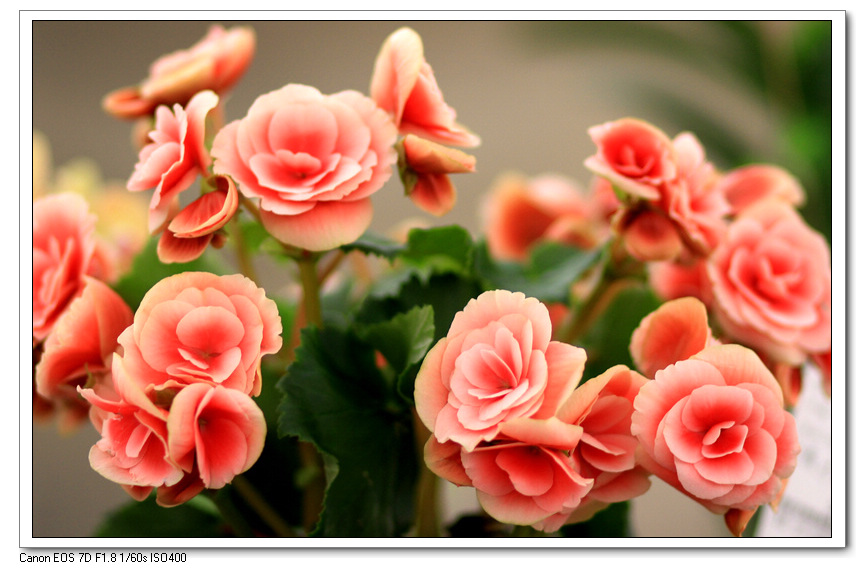 花 052.jpg
