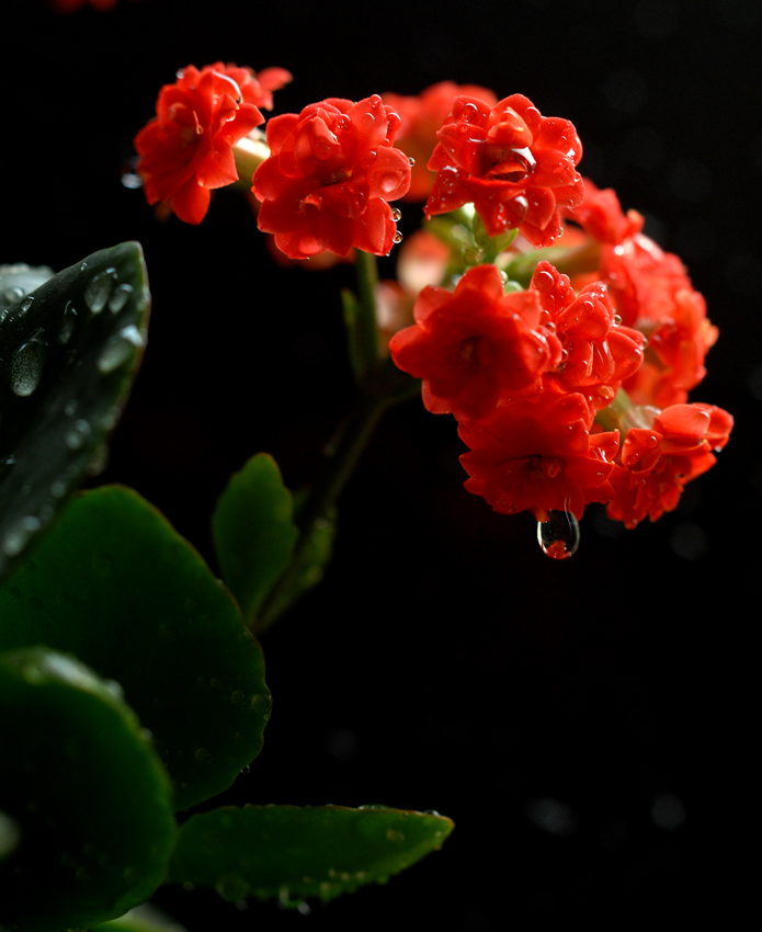 长寿花.jpg