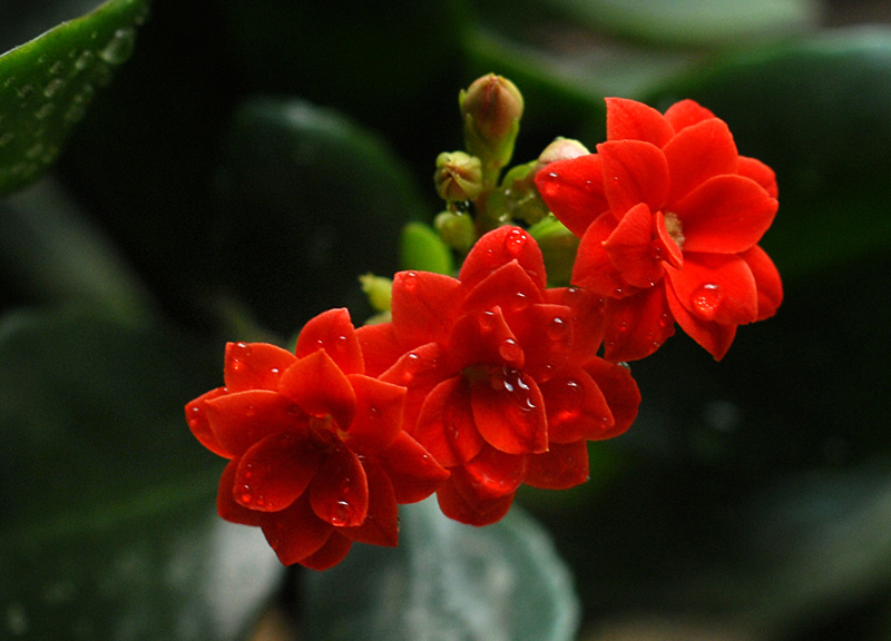 长寿花 (1).jpg