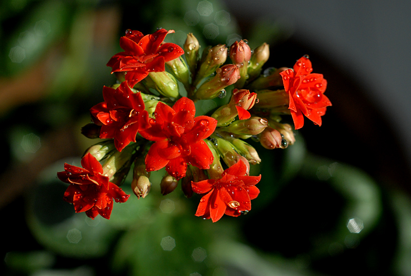 长寿花 (3).jpg