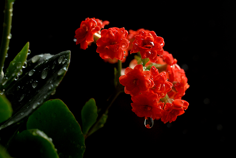 长寿花 (4).jpg