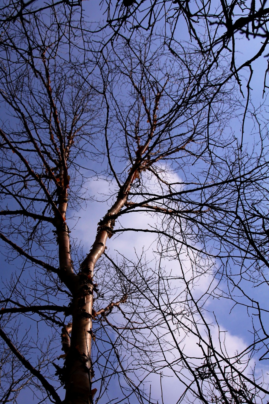 IMG_6562.jpg