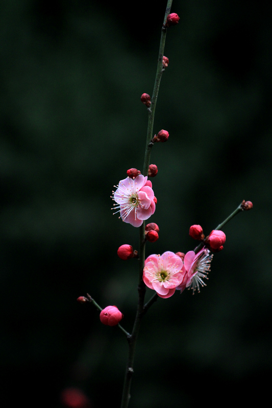 梅花 008.jpg