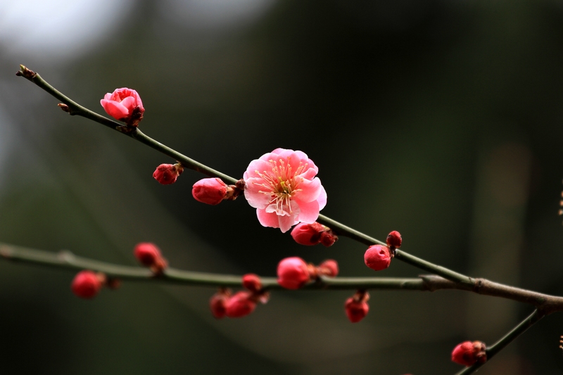红梅花 048.jpg