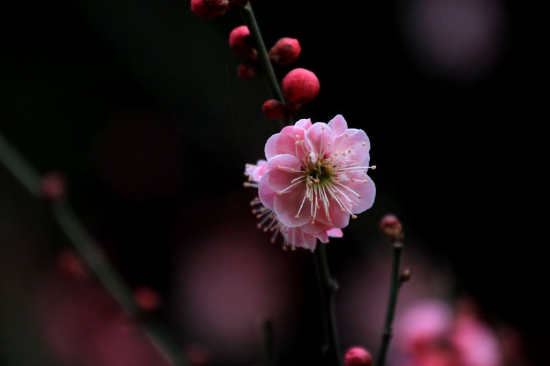 梅花 036.jpg