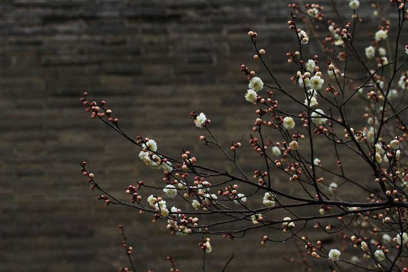 梅花 087.jpg
