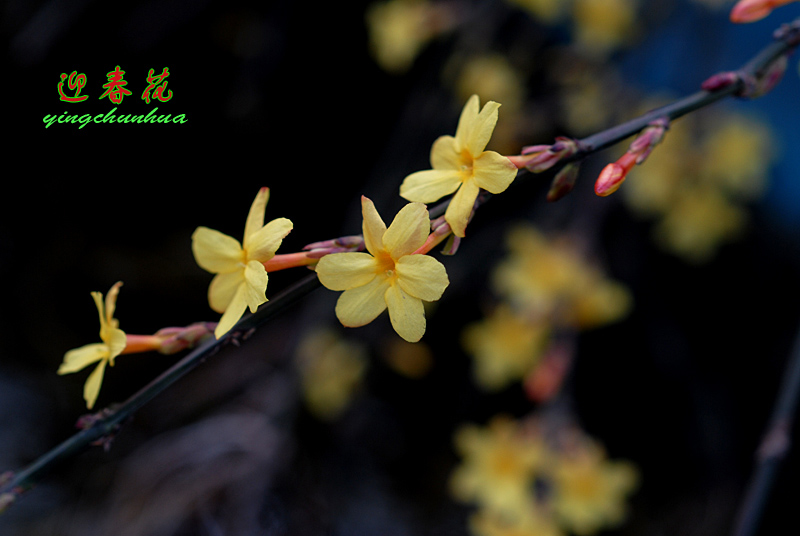 迎春花开 (14).jpg