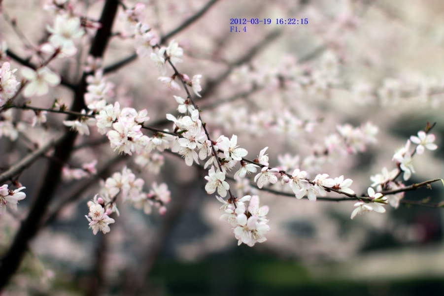 nEO_IMG_600D-50L 花卉试机0005.jpg