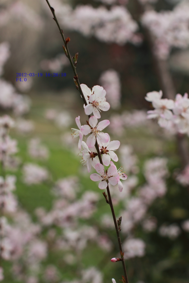 nEO_IMG_600D-50L 花卉试机0011.jpg