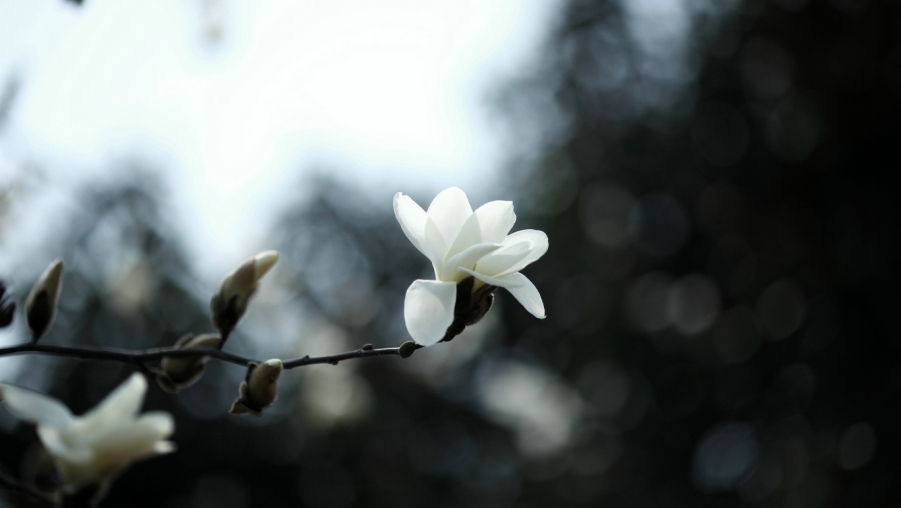 nEO_IMG_20120325青龙寺外拍11.jpg