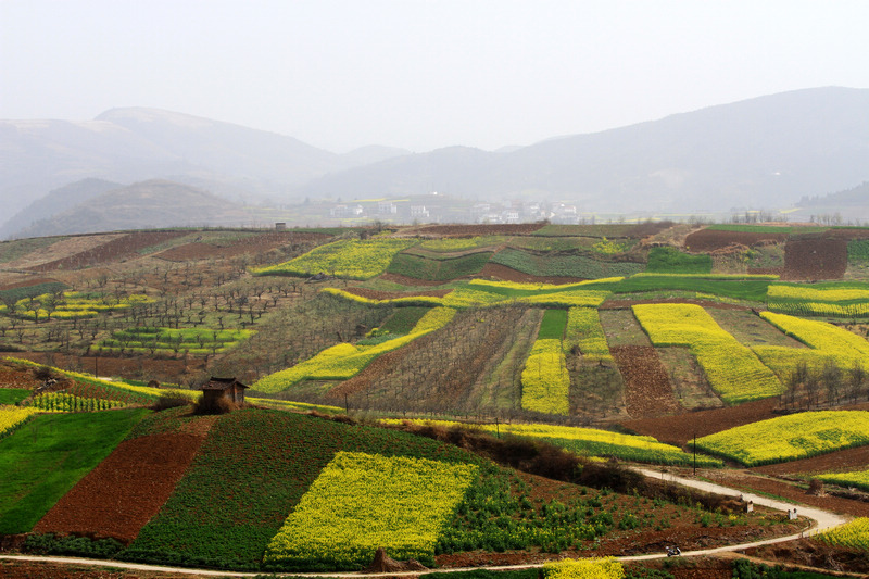 汉中油菜花 167.jpg