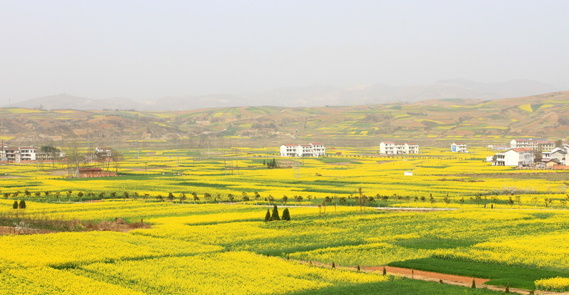 汉中油菜花 194.jpg