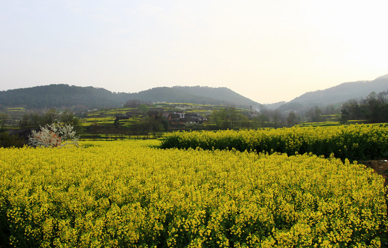 汉中油菜花 273.jpg