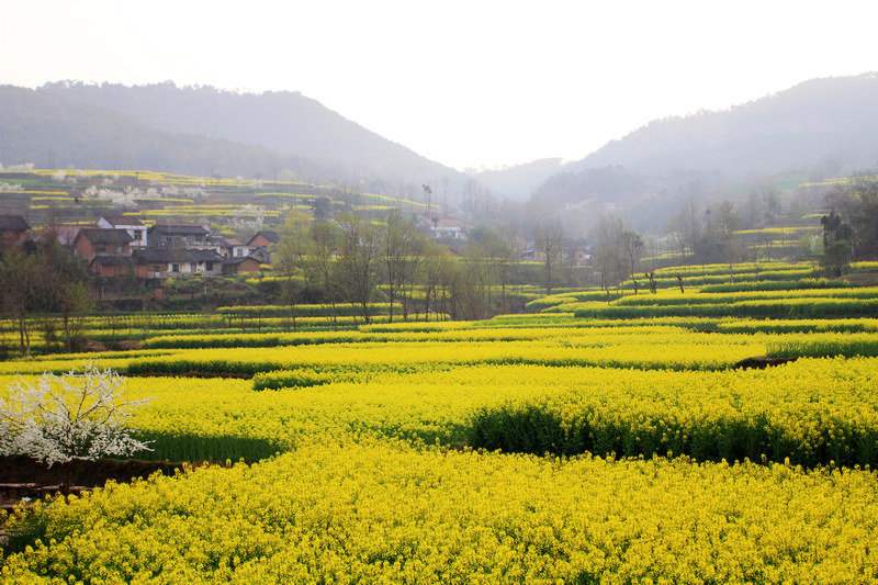 汉中油菜花 279.jpg