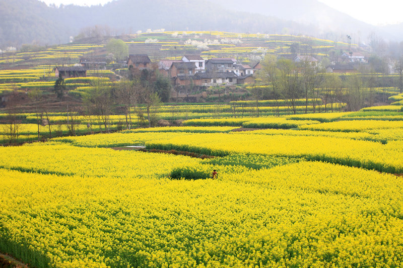 汉中油菜花 286.jpg