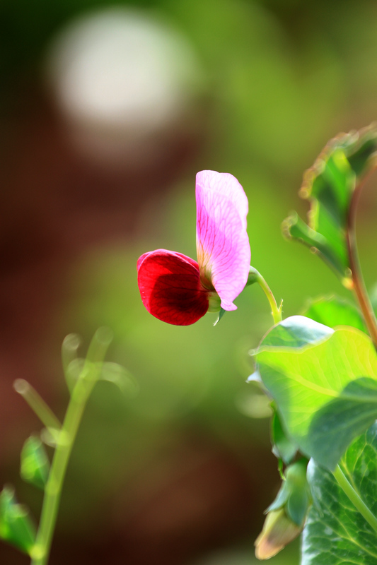汉中油菜花 267.jpg