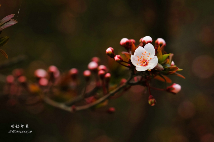 各种花-51.jpg