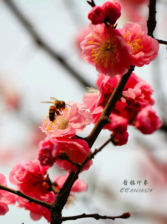 各种花-25.jpg
