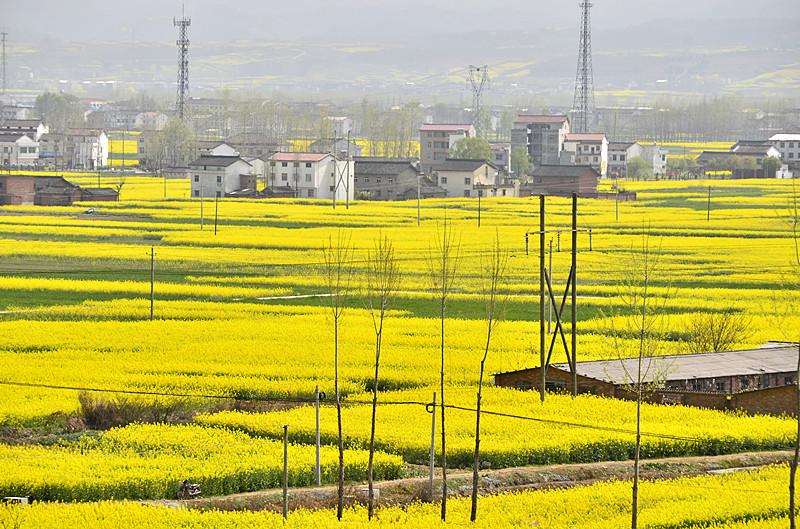 菜籽花