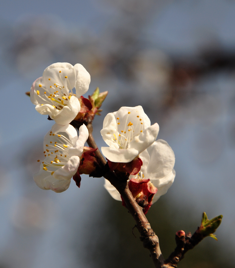 DSC_0217xz.jpg