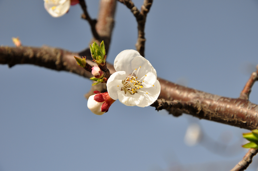 DSC_0198xz.jpg