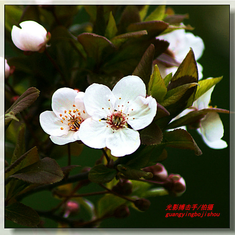 _DSC5447_副本_副本.JPG