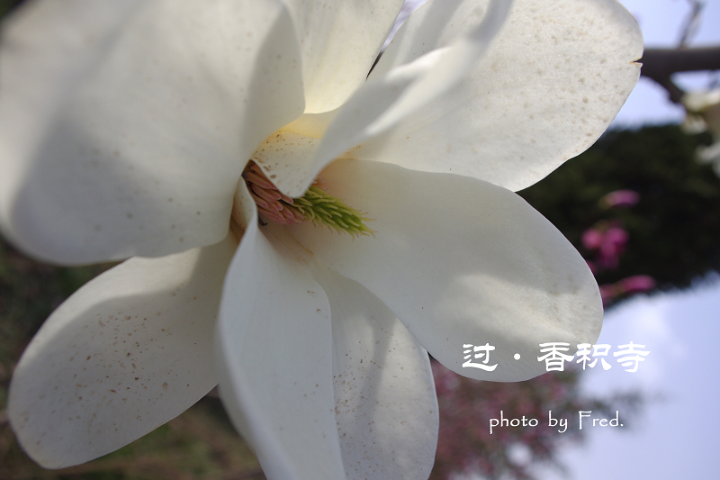 IMGP9444.jpg