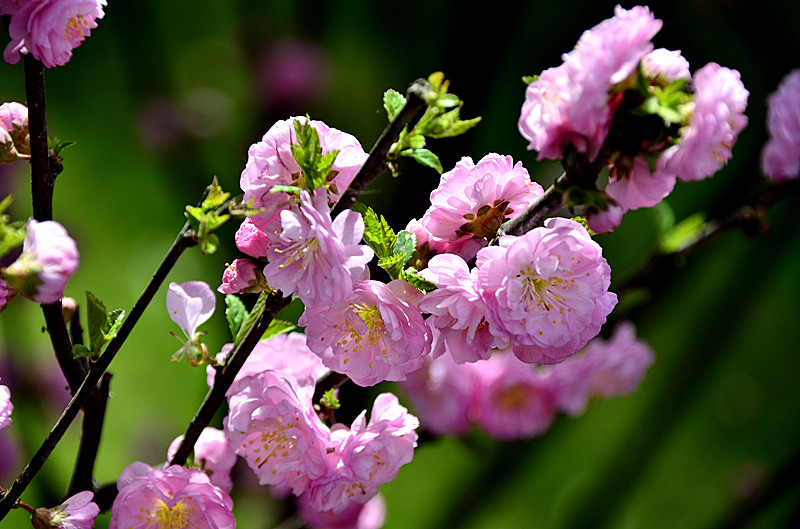 花卉