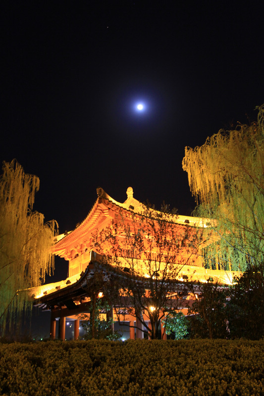 春光明媚芙蓉园 235.jpg