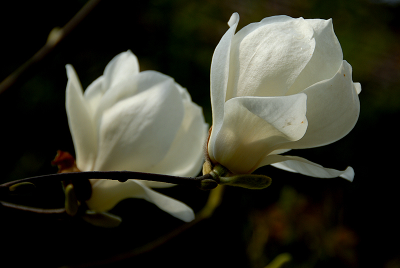 玉兰花开 (12).jpg