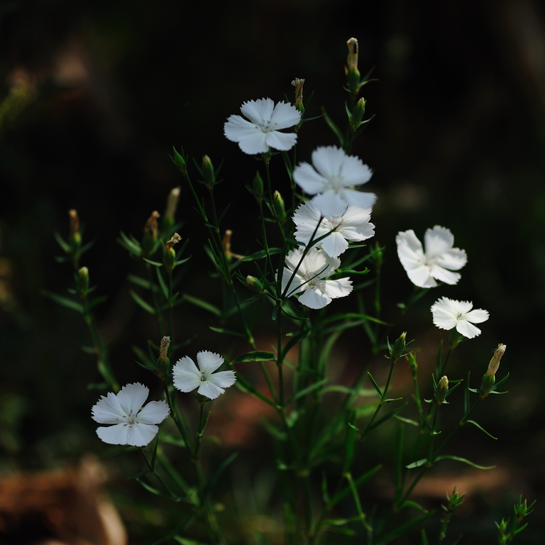 DSC_2178s.jpg