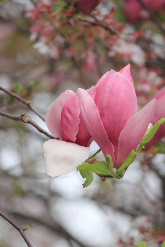 nEO_IMG_玉兰12.jpg