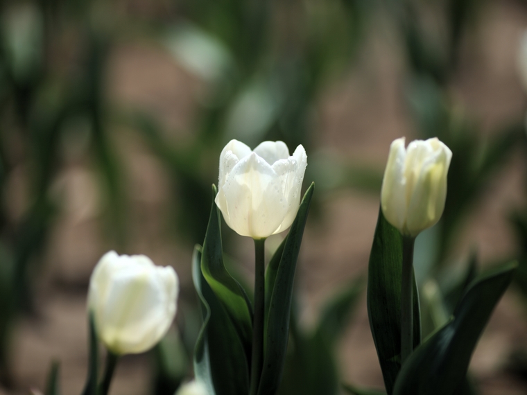 nEO_IMG_0407兴庆郁金香 老刘机子24.jpg