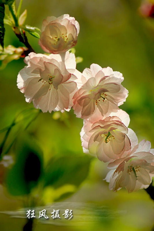 樱花逆光 (1).jpg