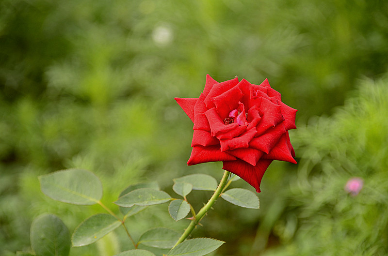 花卉
