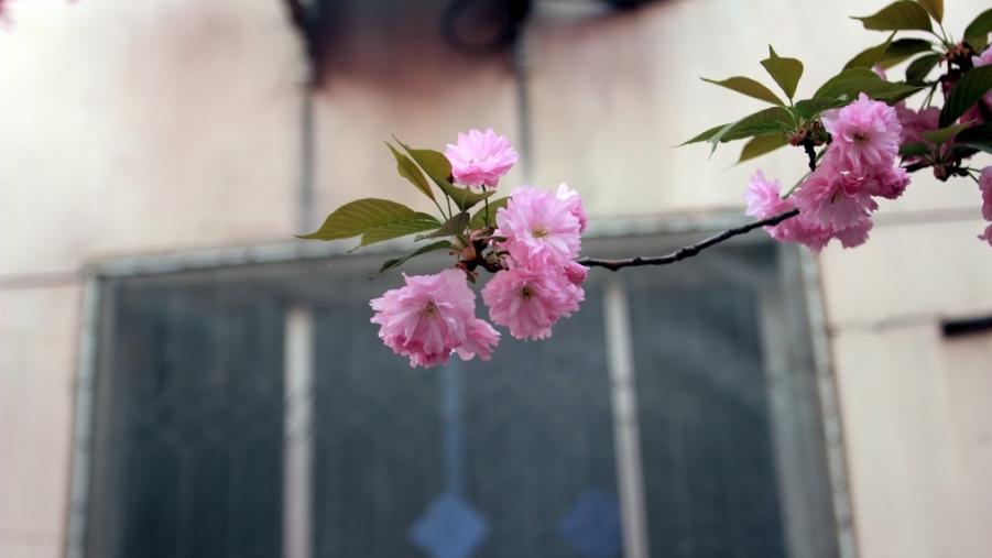 nEO_IMG_鲜花盛开的小区600d-2035L20.jpg