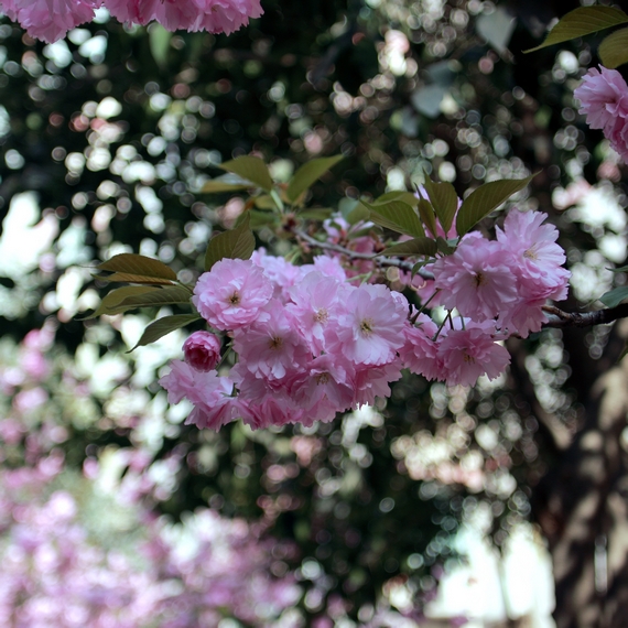 nEO_IMG_鲜花盛开的小区600d-2035L39.jpg
