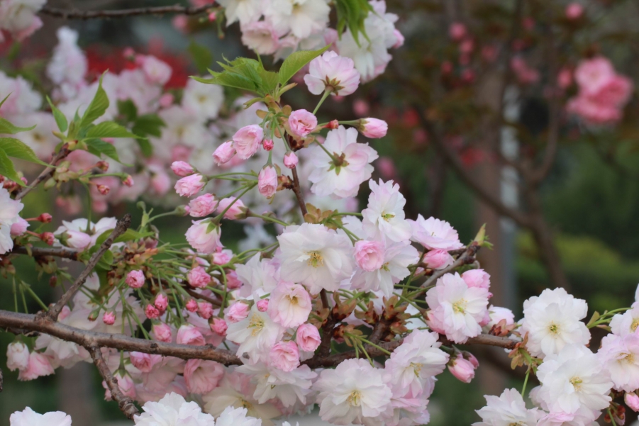 调整大小 IMG_6664.JPG