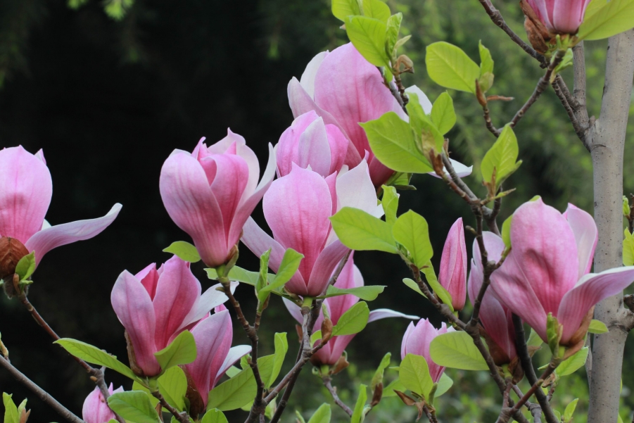 调整大小 IMG_6677.JPG